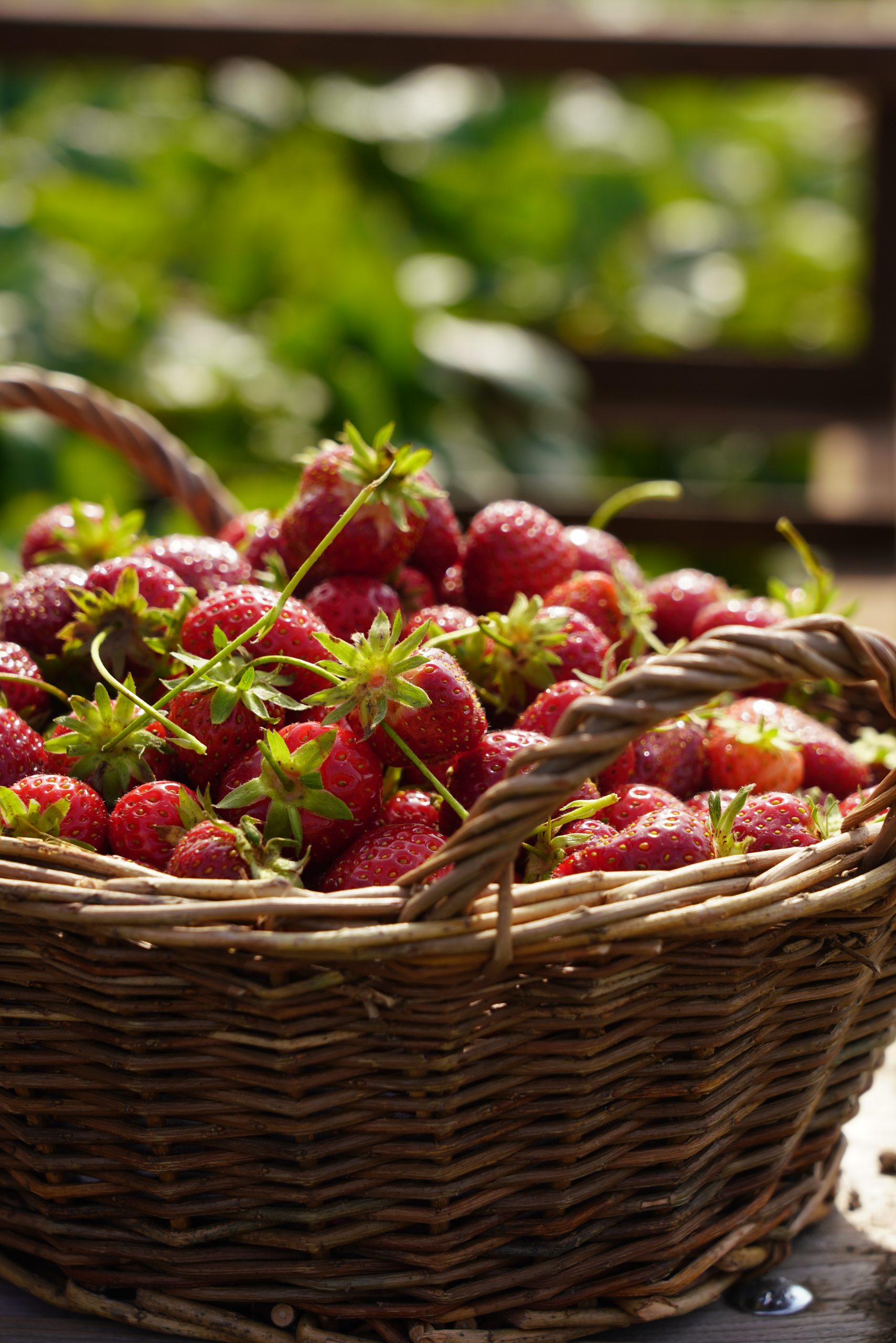 Selbstpflücken auf dem Erdbeerfeld