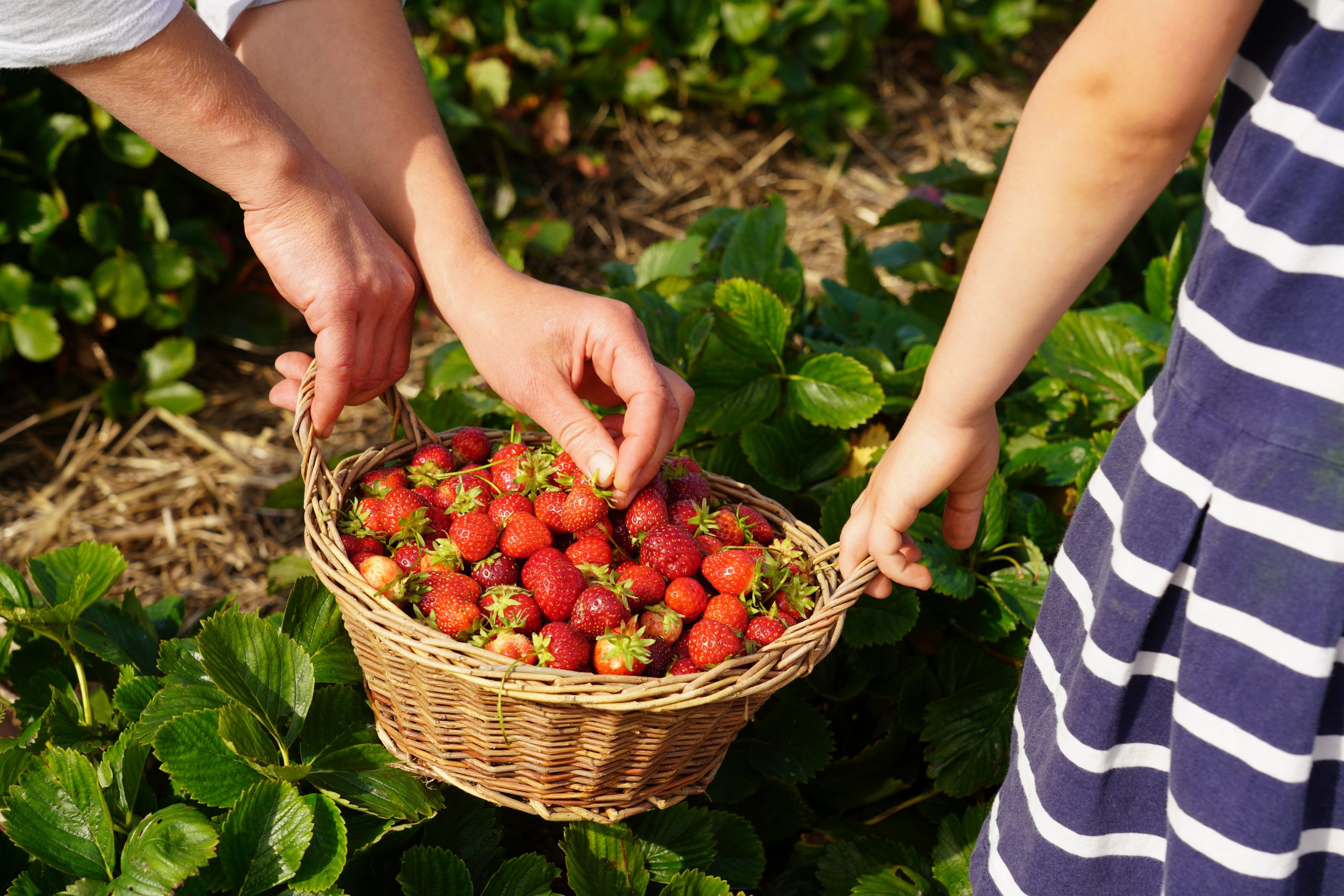 Erdbeerselbstpflücke