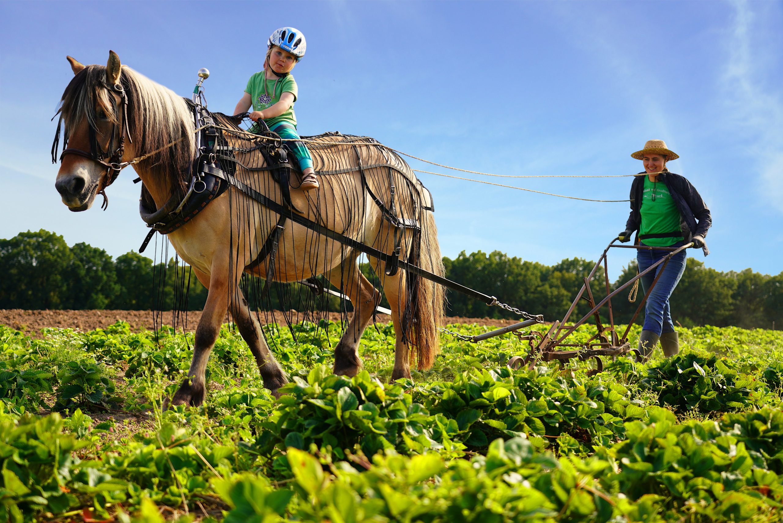 Erdbeeranbau mit Pferd auf dem Bioland Hof Grossholz
