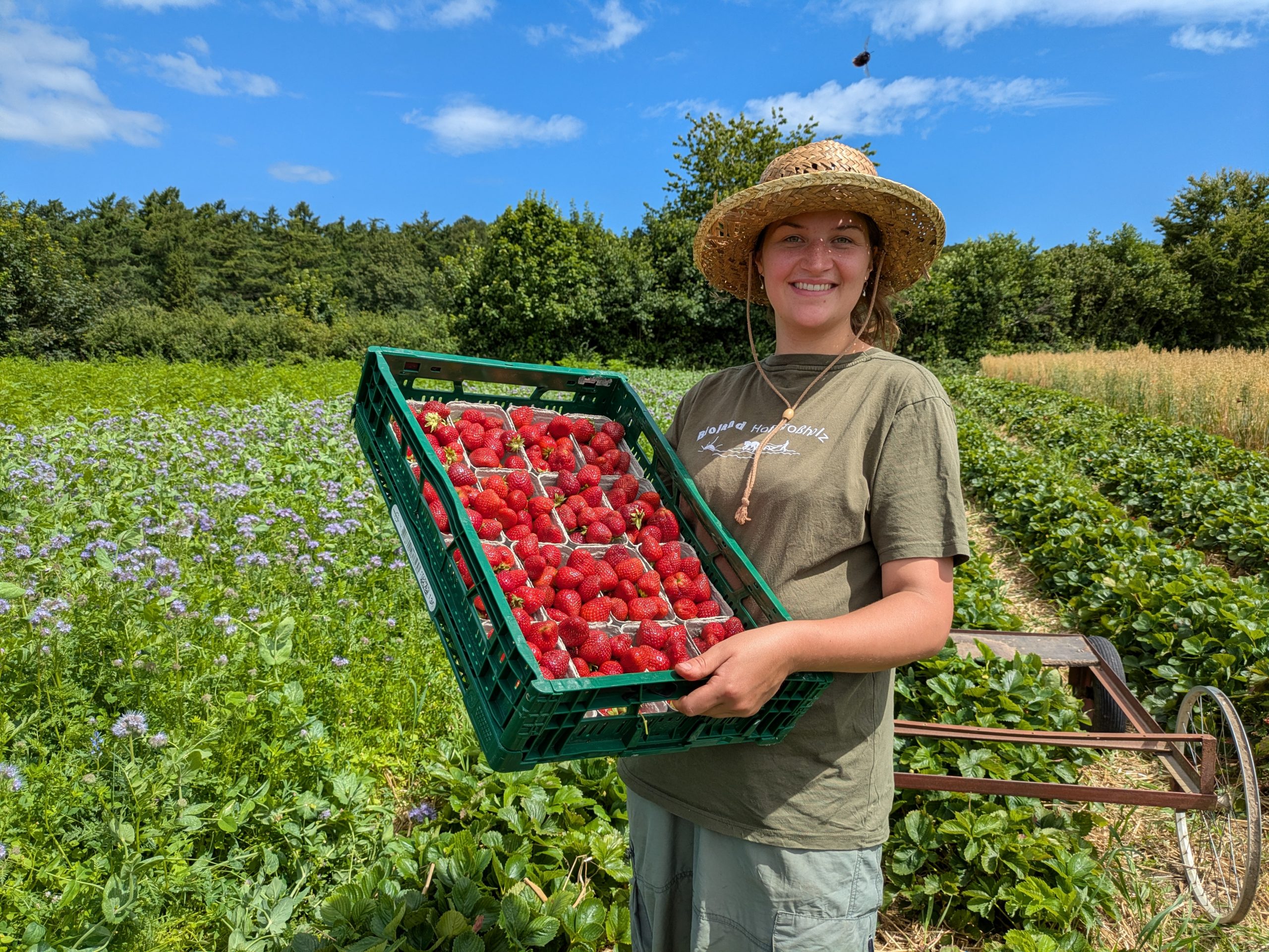 Frische Erdbeeren auf dem Wochenmarkt
